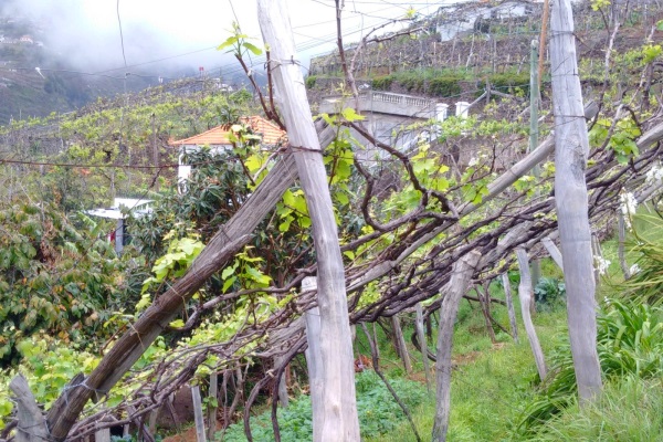 Madeira wijngaarden