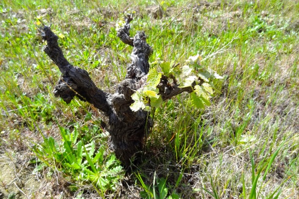 Oude bosstok op graniet in Paardeberg (Swartland)