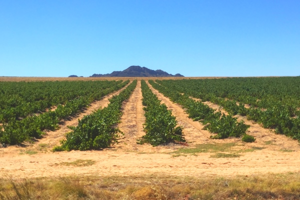 Het landschap van Piekenierskloof