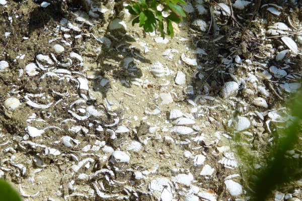 Schelpen in de bodems van Roero