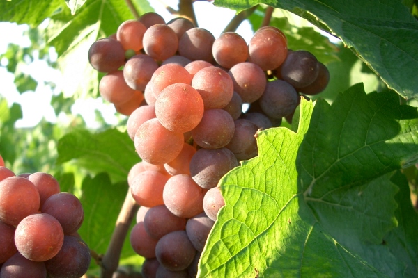 Pinot gris druiven