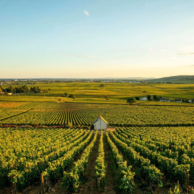 Maison Louis Jadot is een zwaargewicht in de Bourgogne, met 225 hectare wijngaarden en een indrukwekkend portfolio van grands en premiers crus. Tijdens een exclusieve proeverij in Nederland presenteerde directeur Thibault Gagey de jaargang 2022: het warmste en droogste jaar ooit in de streek.

Toch bleek de kwaliteit verrassend hoog. Lees het verslag van Lars Daniels met proefnotities en inzichten over hoe Louis Jadot omgaat met droge omstandigheden. Link in bio.

#louisjadot #bourgogne2022 #perswijn #wijnproeven #bourgognewijn #grandcru #maisonjadot #klimaatwijnbouw